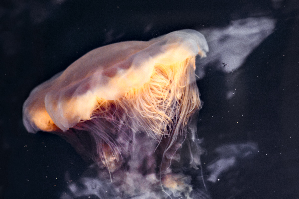 Lions mane jellyfish - At the Water's Edge