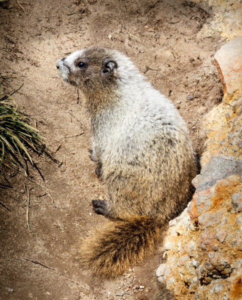 Hoary marmot - Local (mainland) Attractions
