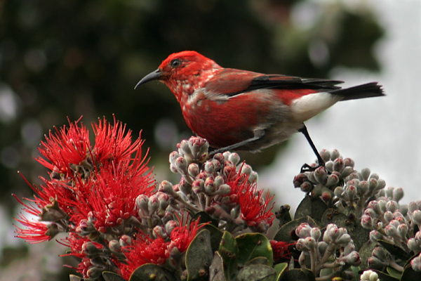 `Apapane on Lehua - ‘Apapane