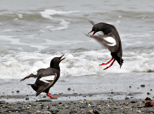 Pigeon Guillemots Squabbling - Local (mainland) Attractions