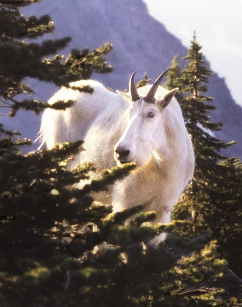 Mountain goat - Local (mainland) Attractions