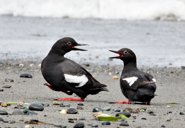 Pigeon Guillemots - Local (mainland) Attractions