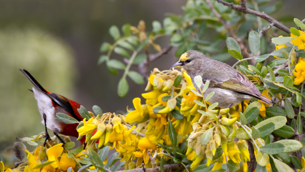 ‘Amakihi and neighbor - Hawai‘i ‘Amakihi