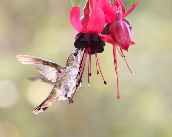 Anna's - Climb aboard - Hummingbirds