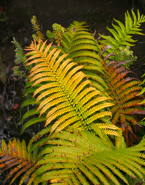 Ferns - Landscapes