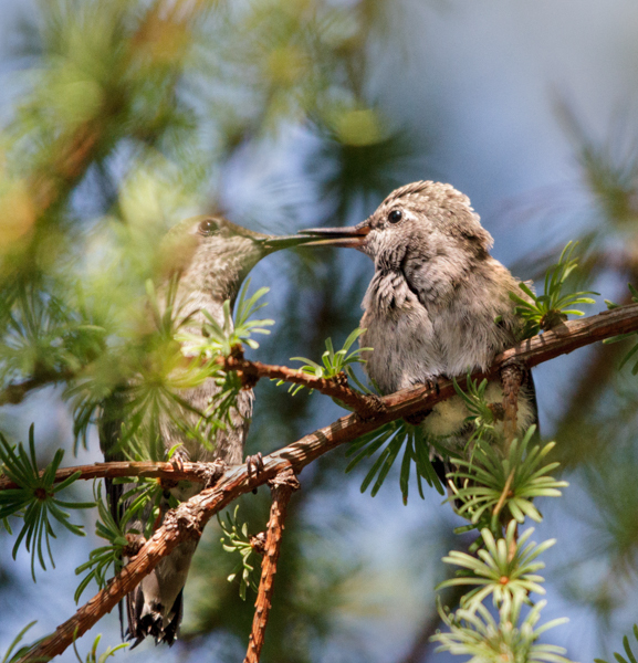 Anna's feeding fledgling - Hummingbirds