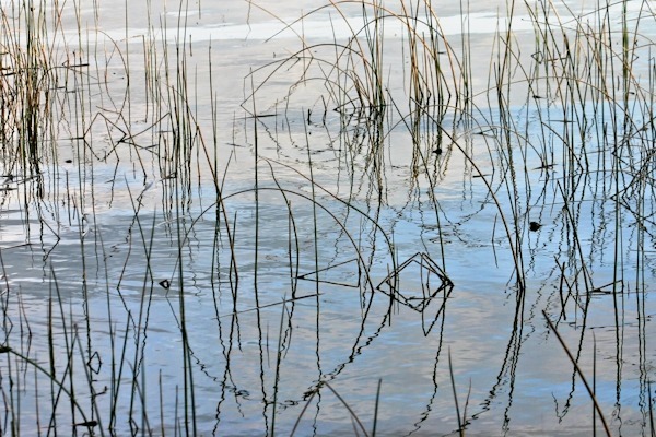 Evening Reeds - At the Water's Edge