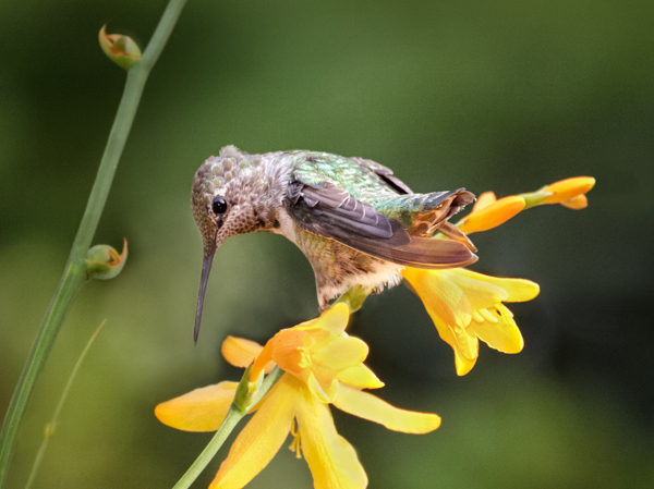 Anna's considers crocosmia - Hummingbirds
