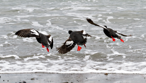 Pigeon Guillemots--Lift off - Local (mainland) Attractions