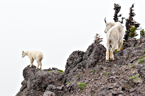 Mountain goat and kid - Local (mainland) Attractions
