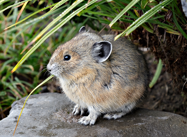 Pika at Mt. Rainier -3 - Local (mainland) Attractions