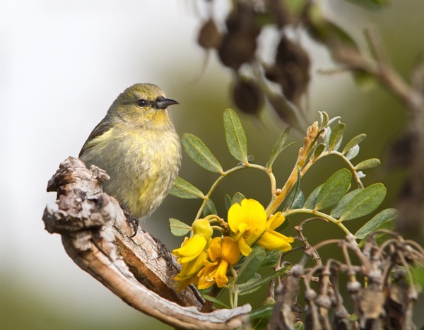 I’d Like to be an ‘Amakihi (Sitting in a Māmane Tree) - Hawai‘i ‘Amakihi