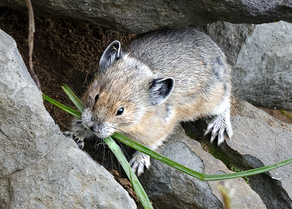 Pika at Mt. Rainier - Local (mainland) Attractions