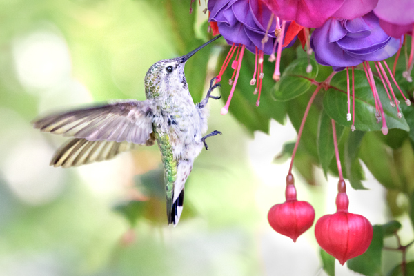 Anna's reaching for fuchsia - Hummingbirds