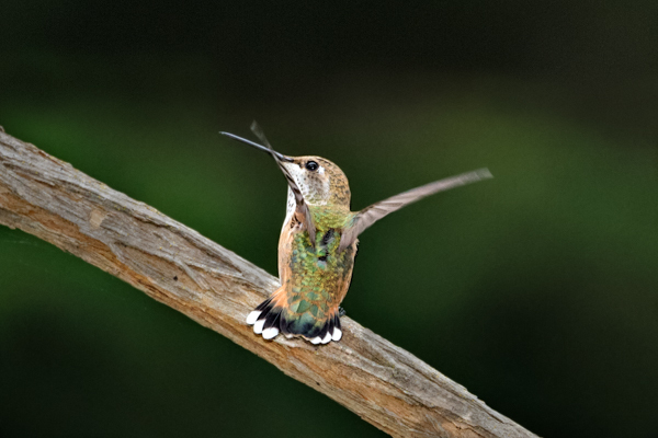 Rufous perched - Hummingbirds