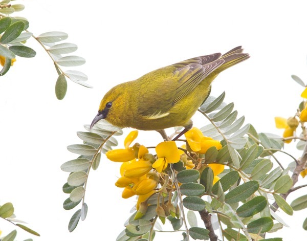 ‘Amakihi and Māmane Blossoms - Hawai‘i ‘Amakihi