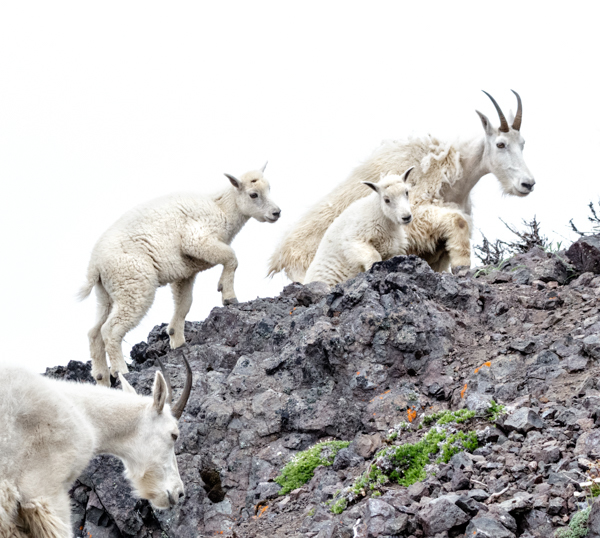 Mountain goat nannies & kids - Local (mainland) Attractions