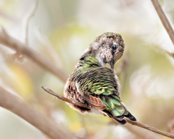 Anna's preening - Hummingbirds