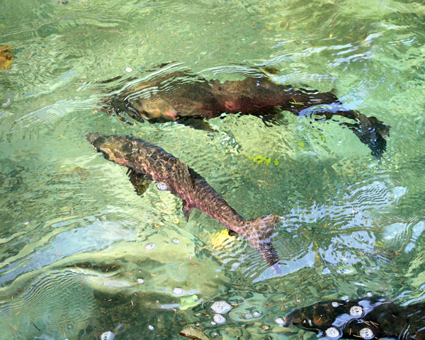 Coho Salmon - 2 - Local (mainland) Attractions