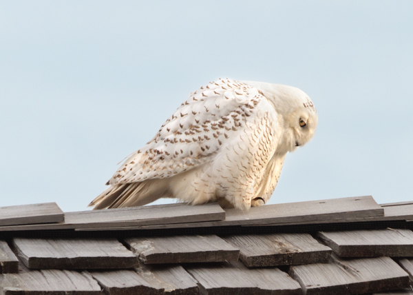 Snowy Owl looking down - Local (mainland) Attractions