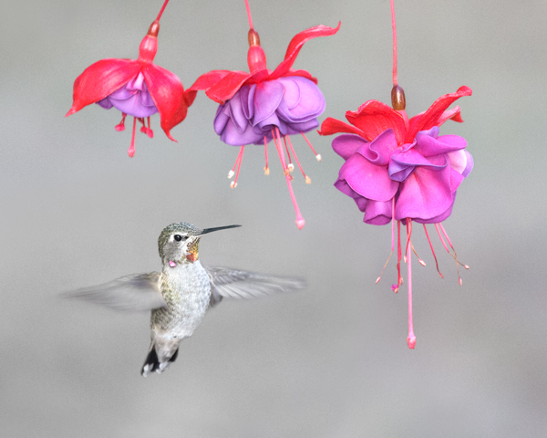 Anna's & three flowers - Hummingbirds