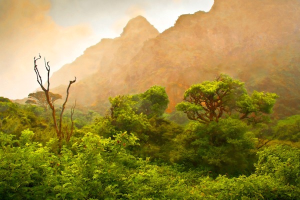 ‘Ākala Patch at Palikū - Landscapes
