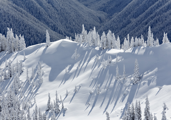 Winter - 4 - Winter on Hurricane Ridge