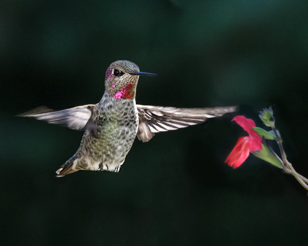 Anna's, red salvia - Hummingbirds