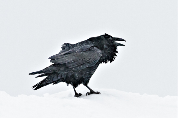 Raven in Snowstorm - Local (mainland) Attractions
