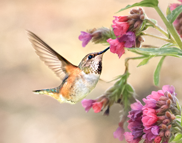 Rufous and lungwort - Hummingbirds
