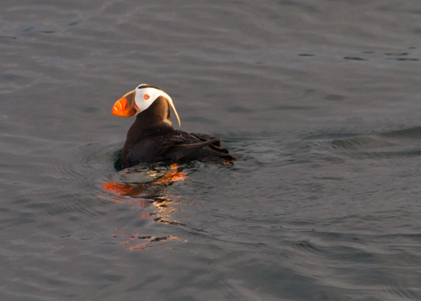 Tufted Puffin - Local (mainland) Attractions