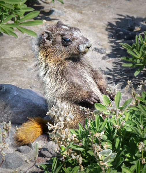 Juvenile hoary marmot - Local (mainland) Attractions
