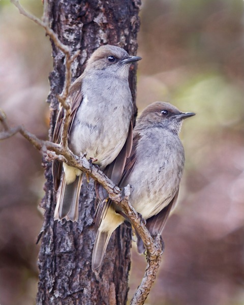 ‘Ōma‘o Pair - ‘Ōma‘o