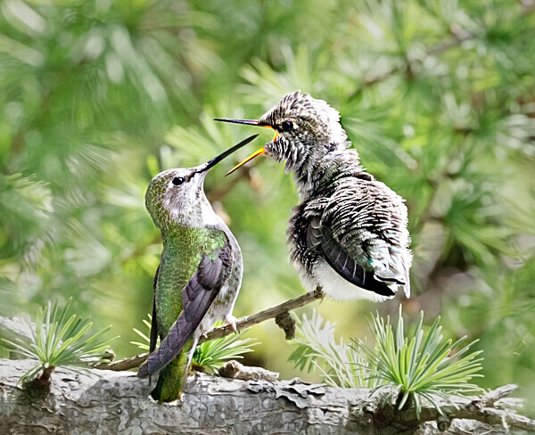 Anna's feeding fledgling - 1 - Hummingbirds