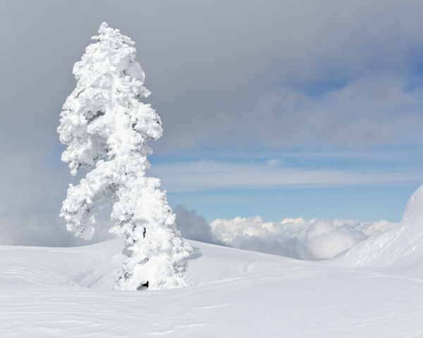 Winter - 1 - Winter on Hurricane Ridge