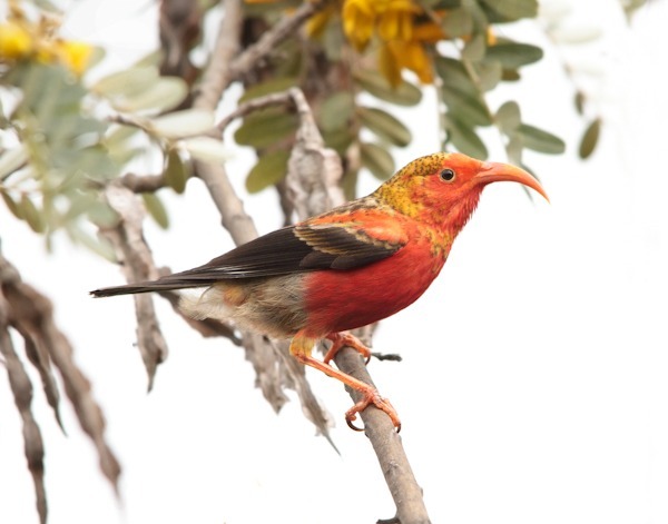 Immature ‘I‘iwi after first molt - ‘I‘iwi