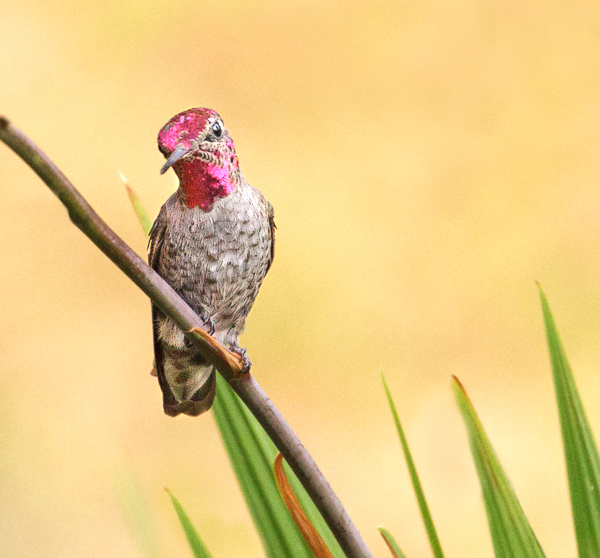 Male Anna's - Hummingbirds