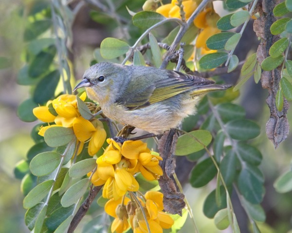 ‘Amakihi with pollen lei - Hawai‘i ‘Amakihi