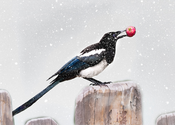 Magpie bearing gifts - Local (mainland) Attractions