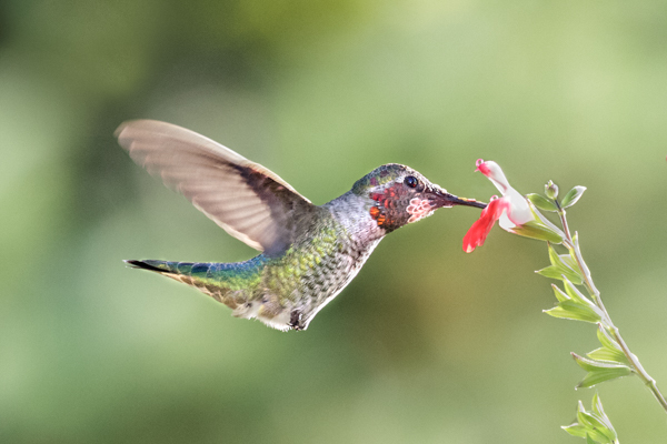 Male Anna's, salvia - Hummingbirds