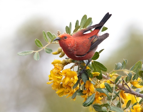 ‘Apapane on Māmane - ‘Apapane