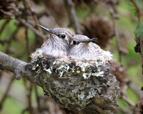 Anna's Chicks - Hummingbirds