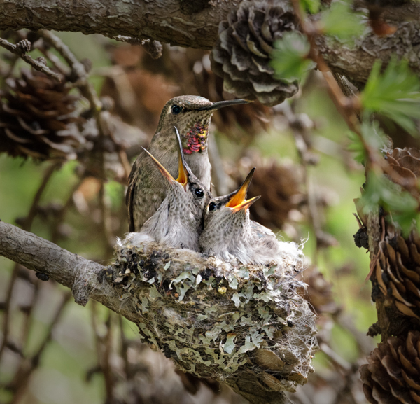Anna's feeding chicks-3 - Hummingbirds