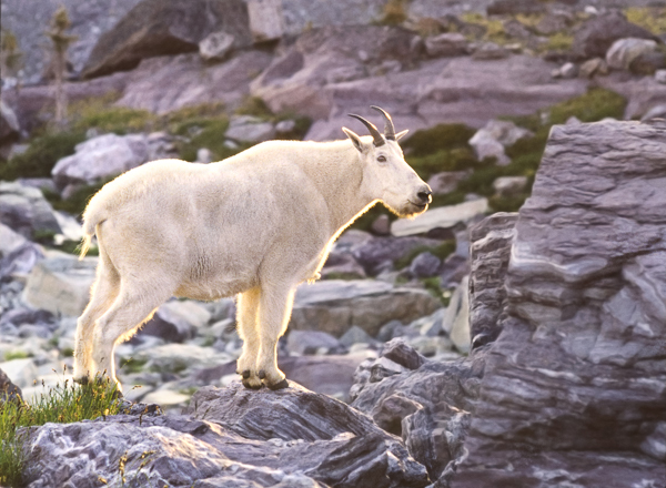 Mountain goat - Local (mainland) Attractions