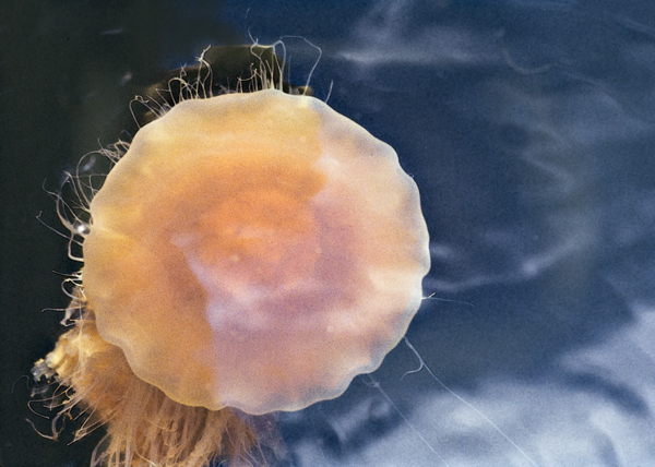 Lion's Mane Jellyfish - 2 - At the Water's Edge