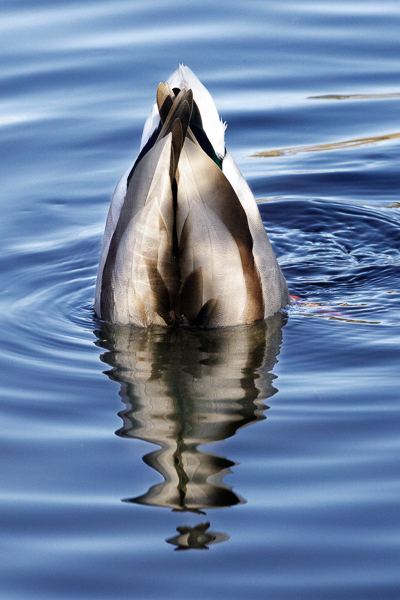Mallard on end - Local (mainland) Attractions