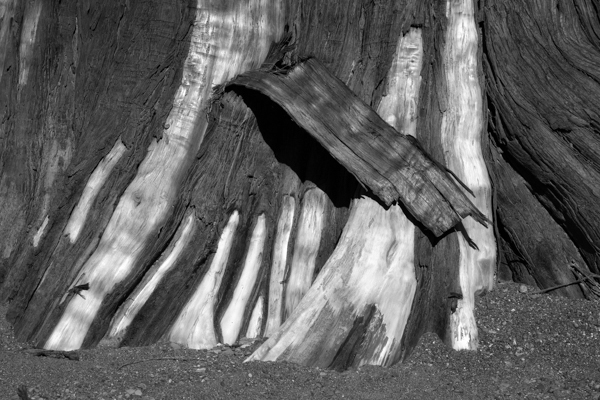 Resurrection 8 - Resurrection