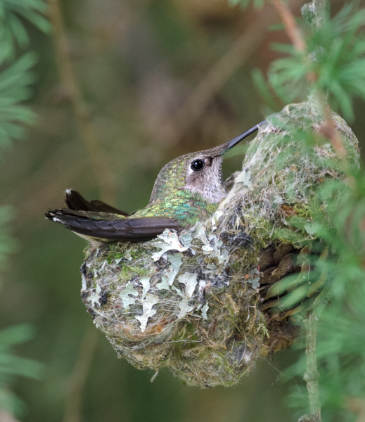 Anna's on nest - Hummingbirds