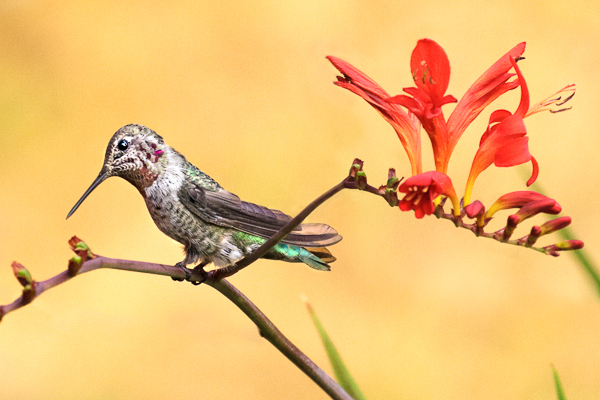Male Anna's - smoky day - Hummingbirds