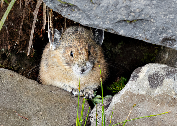 Pika at Mt. Rainier - 2 - Local (mainland) Attractions